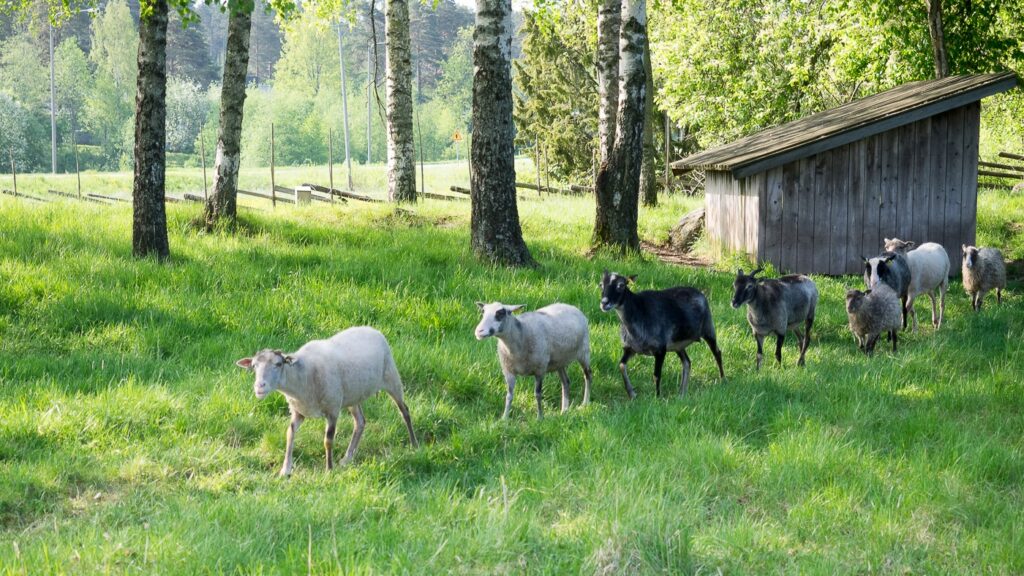 Lampaat kävelevät Euran Luistarin rautakautisella kalmistoalueella, joka on nykyisin niittyä.