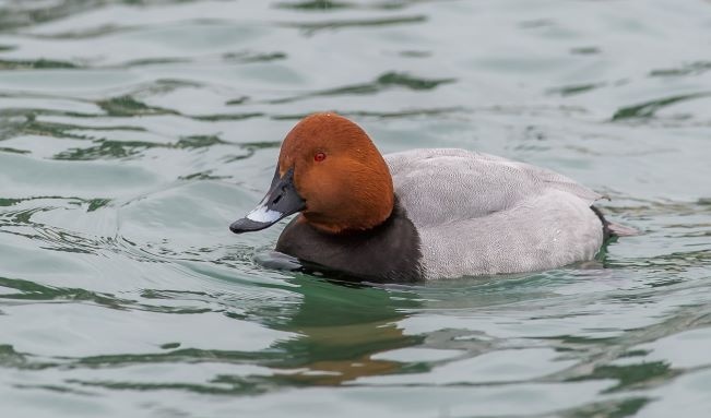 Punasotka ui järvellä, kuva Matti Sillanpää