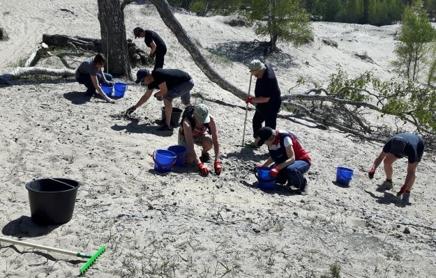 Keisarinpankin dyyniä kunnostetaan keräämällä sepeliä käsivoimin