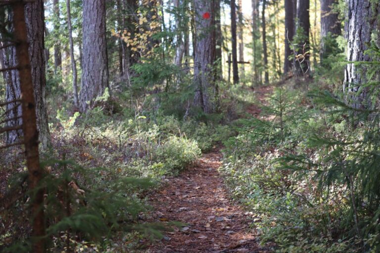 Joutsijärven metsää