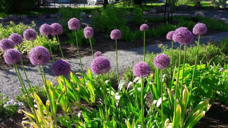 Jättilaukka-kukat komeilevat puistossa aurinkoisessa säässä