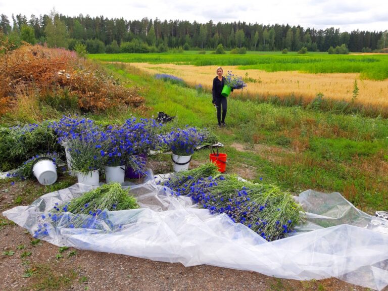 Väripellon korjuu