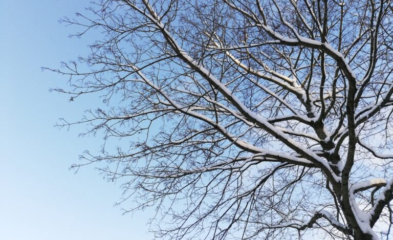 Talvinen puu