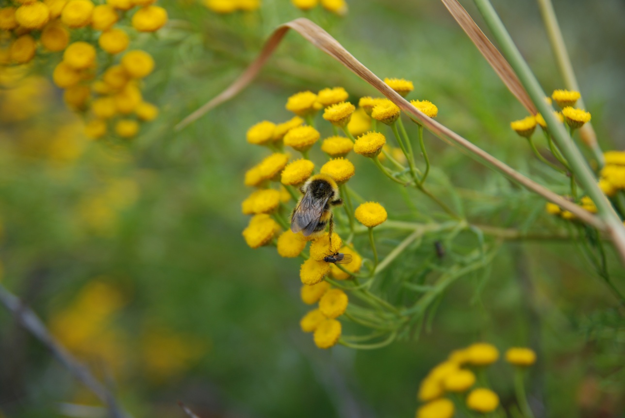 Mehiläinen keltaisessa kukassa