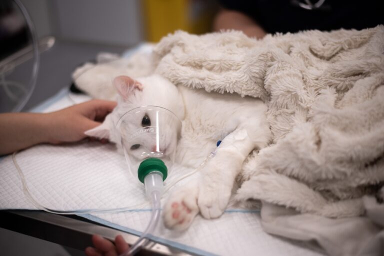 Kissa makaa eläinlääkäriklinikka Sykkeen leikkauspöydällä
