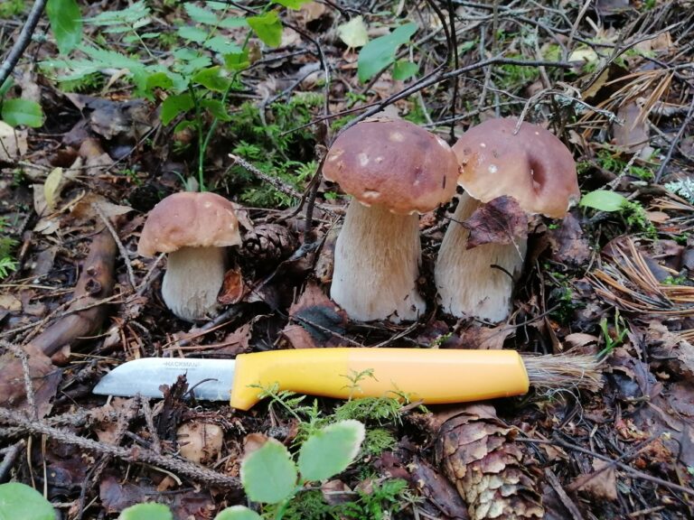 Sieniä ja sieniveitsi luonnossa