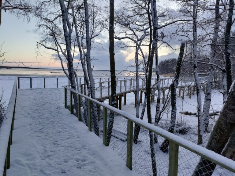 Puiden välistä näkyy luminen maisema jonne rakennettu puinen lankonki, taustalla jäätynyt meri