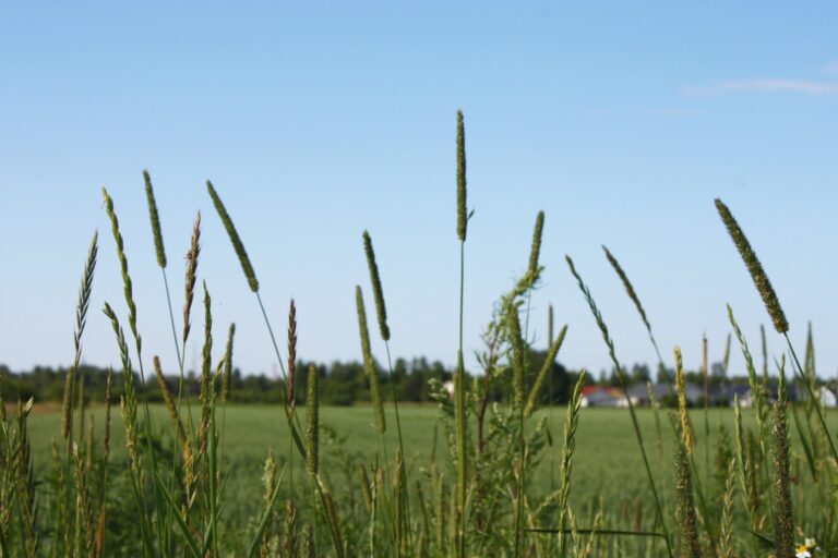 Lähikuvaa pellosta