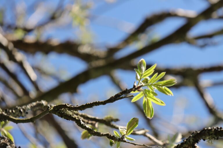 Pihlajapuun lehtiä keväällä, taustalla sininen taivas.