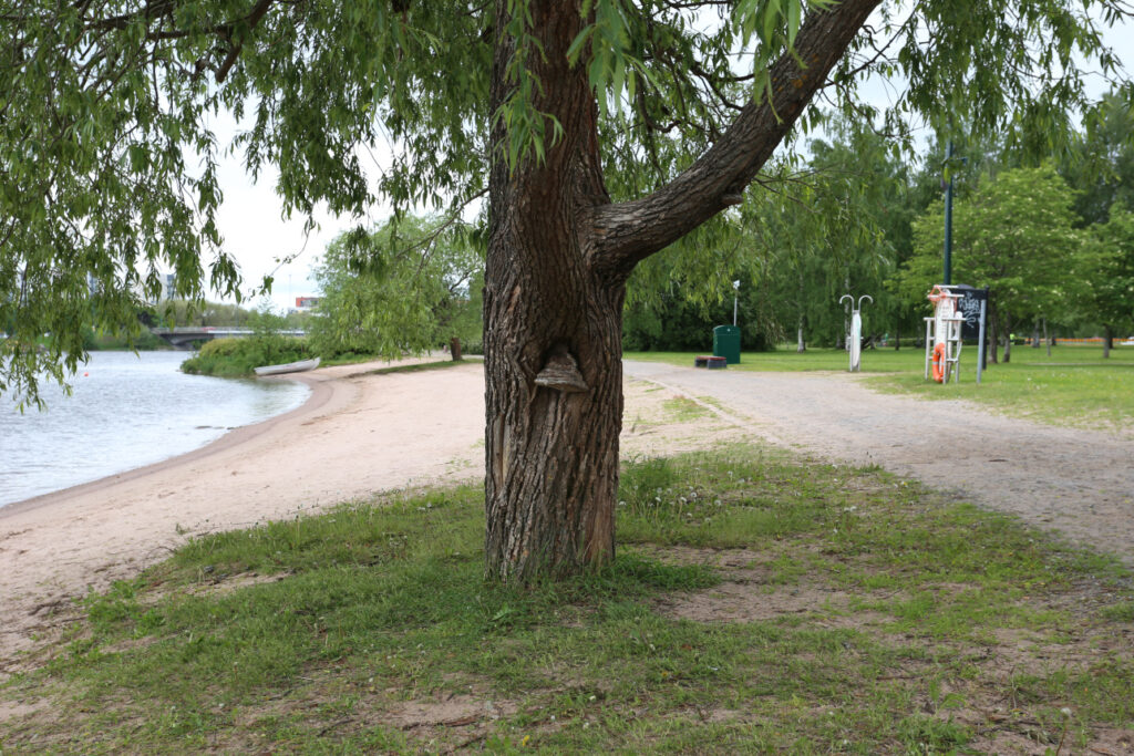 Lastenkulttuurikeskus Kruunupään nuoren kuvaama jokimaisema Porin kansallisessa kaupunkipuistossa.