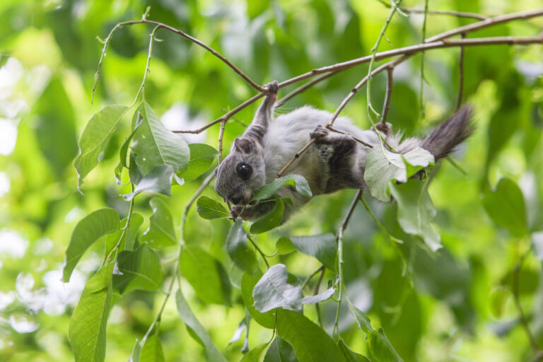 Liito-orava syö raidan lehtiä