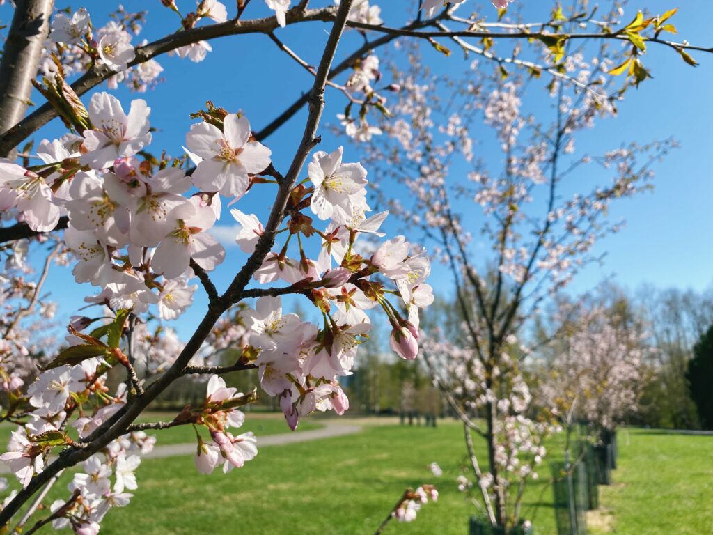 Valokuva kirsikankukista