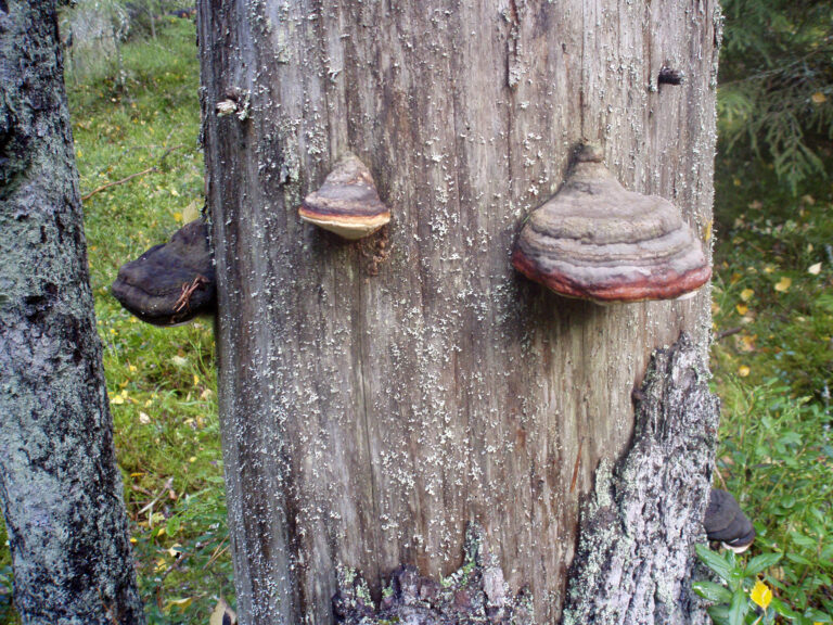 Kuva puusta jonka rungossa kääpiä.