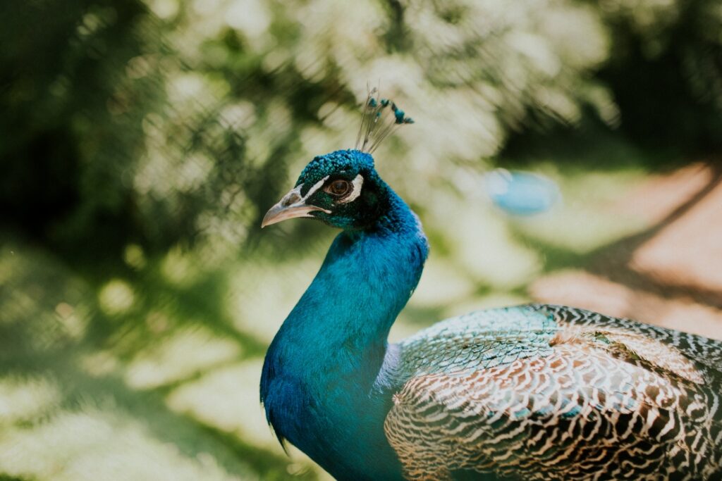 Kirjurinluoto, Pfau