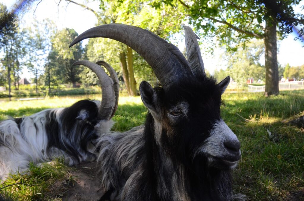 Kirjurinluoto, a goat in a park