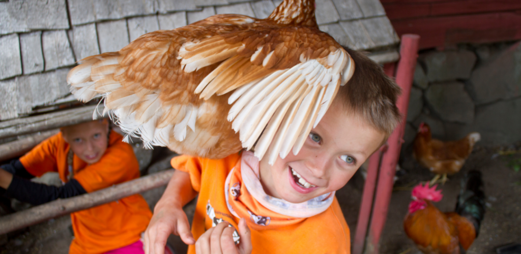Koivuniemen Herra, a chicken is sitting on a boy's shoulder