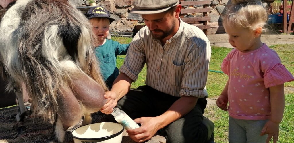 Koivuniemen Herra, milking time on the farm