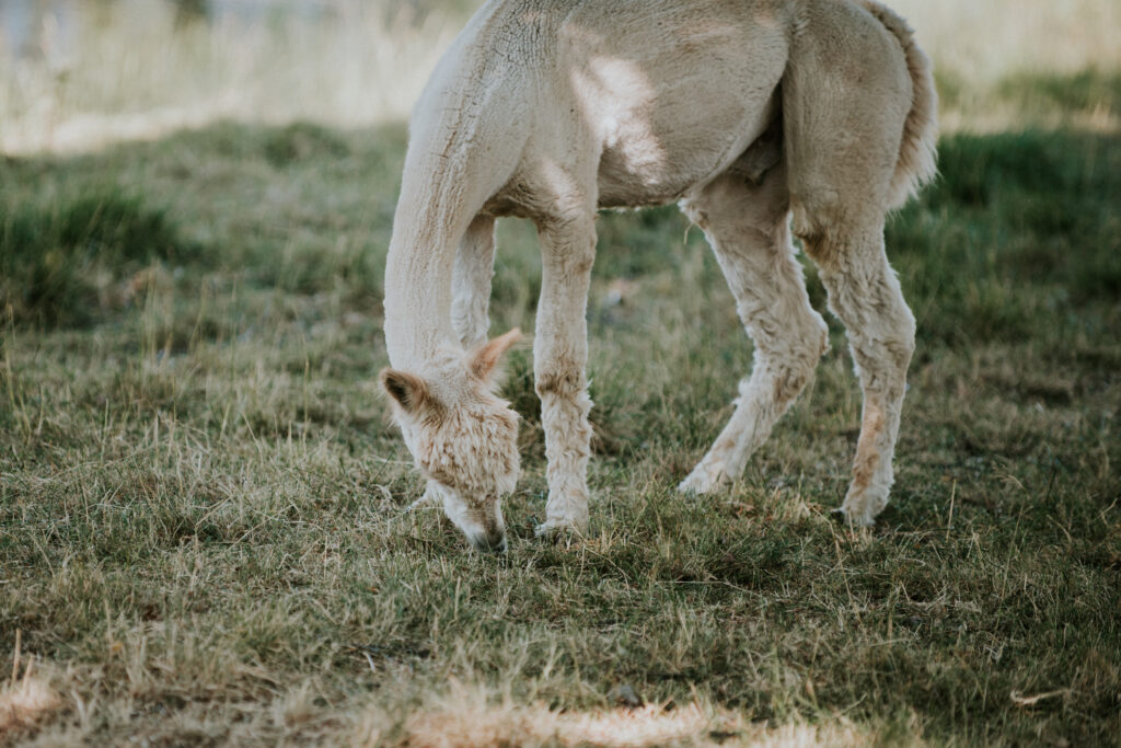 Alpaca in Kirjurinluoto